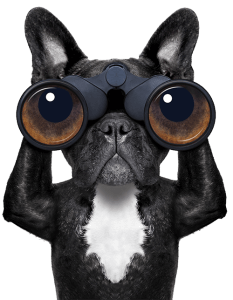 Dog looking through binoculars